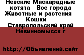 Невские Маскарадные котята - Все города Животные и растения » Кошки   . Ставропольский край,Невинномысск г.